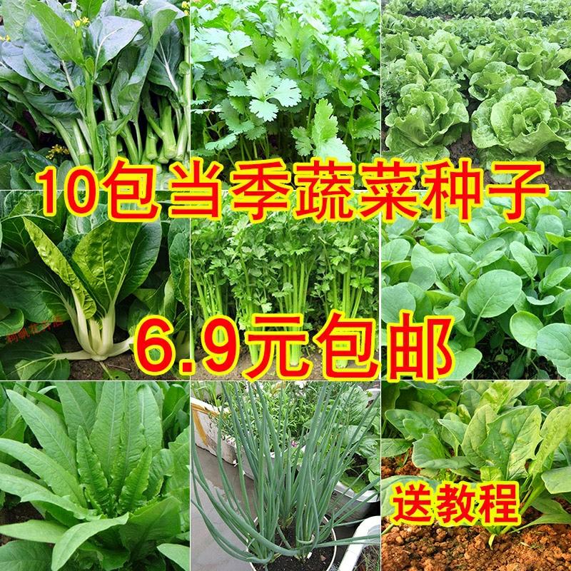 10 Tipos De Sementes De Vegetais: Cebolinhas, Couve Chinesa, Alface, Coentro, Hortaliças Para Cultivo Em Vasos Na Varanda, Sementes Para Outono E Inverno, Variedades Para Todas As Estações.  |   Sementes De Vegetais Sementes De Vegetais Sementes De Vegetais