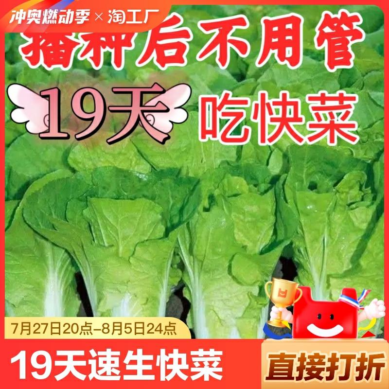 19 Dias Para Cultivar Rapidamente Couve-Shanghai, Semeio Sazonal De Sementes De Couve, Sementes De Verduras De Casa De Campo, Couve Pequena De Pé Baixo.  |   Sementes De Vegetais Sementes De Vegetais Sementes De Vegetais