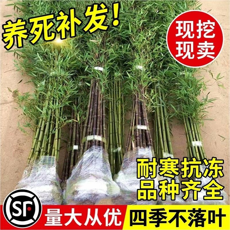 Bambu Em Vaso Para Paisagismo De Jardim, Bambu Roxo, Bambu Verde, Resistente Ao Frio Para O Norte, Bambu Dourado, Bambu De Arhat, Cercas De Bambu.  |   Muda Muda Muda