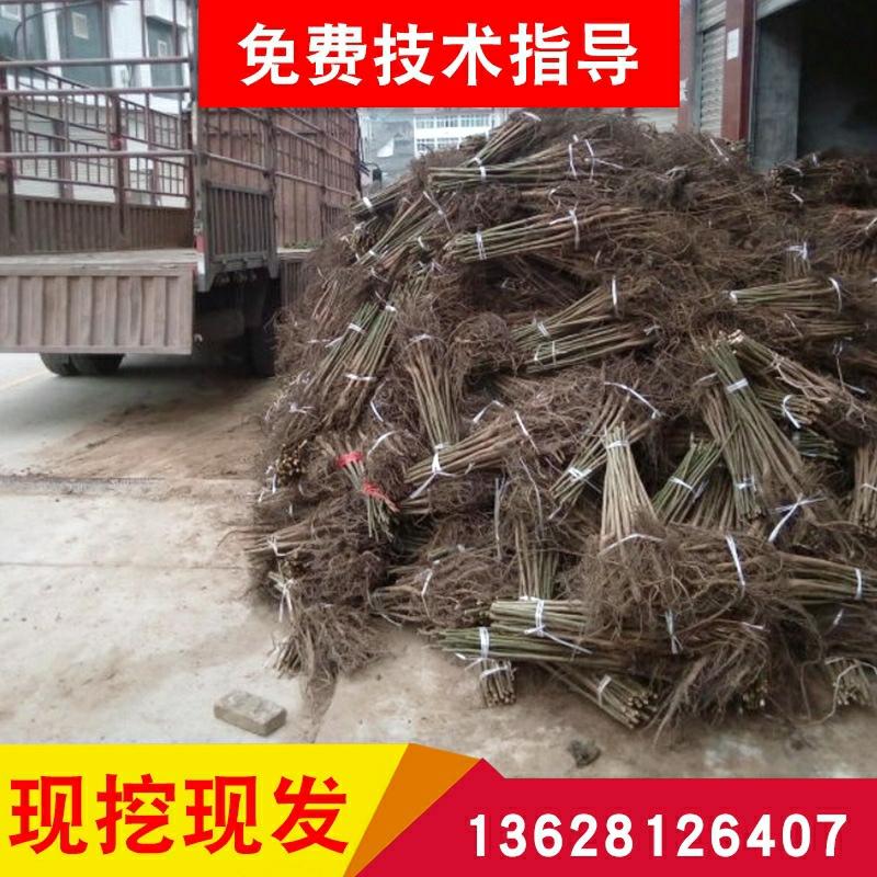 Base De Mudas De Nozes De Sichuan, Mudas De Nogueira, Especificações Completas Da Base, 100 Plantas Por Pacote.  |   Muda Muda Muda