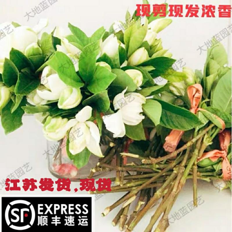 Buquê De Flores Frescas De Jasmim De Folhas Grandes E Pétalas Duplas, Flores Cortadas, Cultivo Em Água, Arranjos Florais, Colheita Recente, Fragrância Intensa, Envio Grátis Com Sf Express.  |   Muda Muda Muda