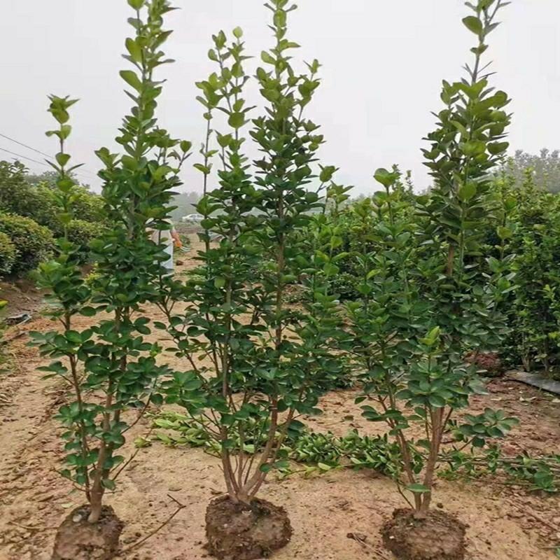 Buxo De Hokkaido, Planta Perene Resistente Ao Frio, Ideal Para Cercas Vivas E Muros, Para Jardinagem E Paisagismo.  |   Muda Muda Muda