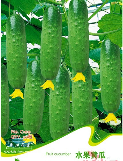 C100【Pepino Frutal】Sementes De Legumes E Frutas Para Varanda E Jardim Durante Todo O Ano – 20 Grãos  |   Sementes De Frutas Sementes De Frutas Sementes De Frutas