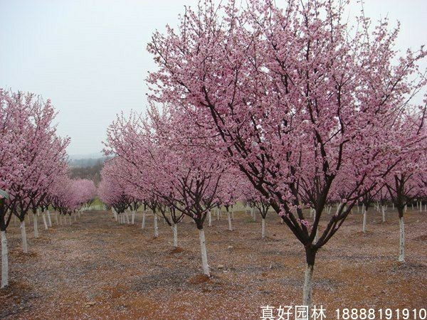 Árvore De Cerejeira, Cerejeira Japonesa, Variedades Coloridas, Plantio Em Jardins, Parques Para Apreciação, Árvores Florais, Árvores De Calçada, Mudas Para Paisagismo.  |   Muda Muda Muda