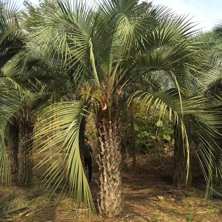 Árvore De Coco Buddhi, Coco Buddhi, Árvore De Coco, Palmeira, Árvore Tropical, Planta Resistente Ao Frio  |   Muda Muda Muda