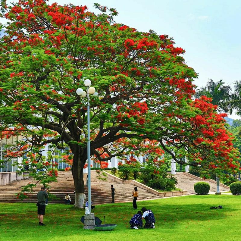 Árvore De Flamboyant, Mudas De Flamboyant, Árvore Ornamental Para Jardim De Villa, Árvore De Paisagem Valiosa, Árvore Grande, Árvore De Sombra Na Entrada, Árvore De Calçada, Flores Vermelhas.  |   Muda Muda Muda