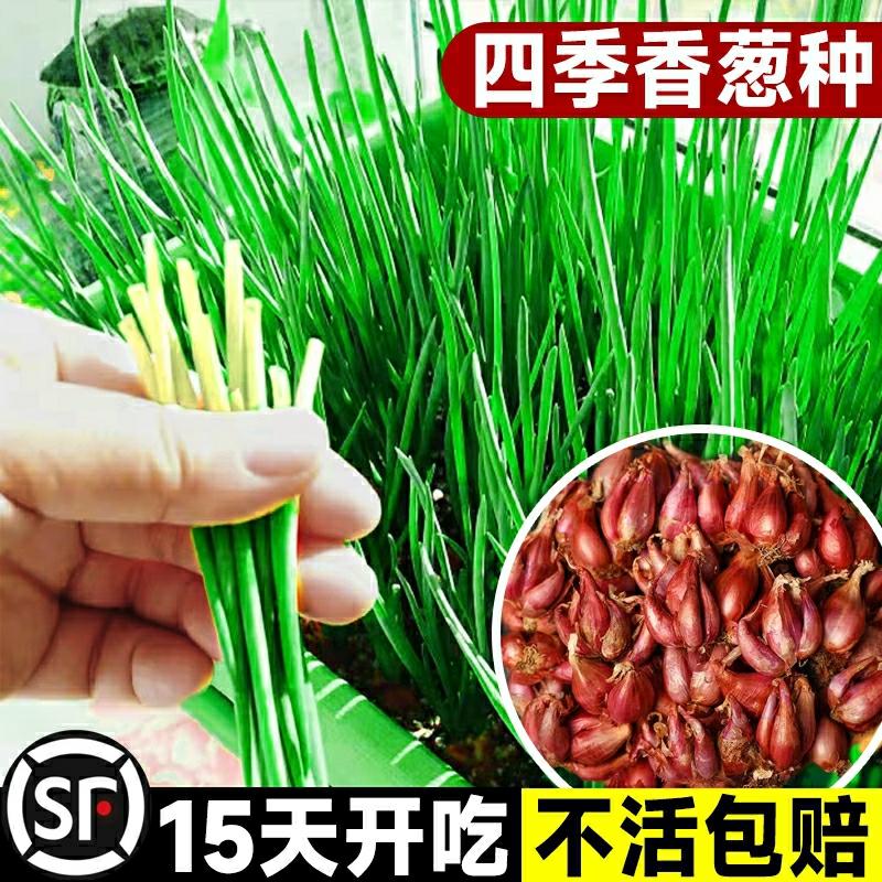 Cebola Vermelha, Sementes De Cebola De Quatro Estações, Cebola Pequena, Sementes Para Cultivo Em Casa, Vegetais Para Vasos Na Varanda, Cebola De Fogo, Cebola De Shandong.  |   Sementes De Vegetais Sementes De Vegetais Sementes De Vegetais