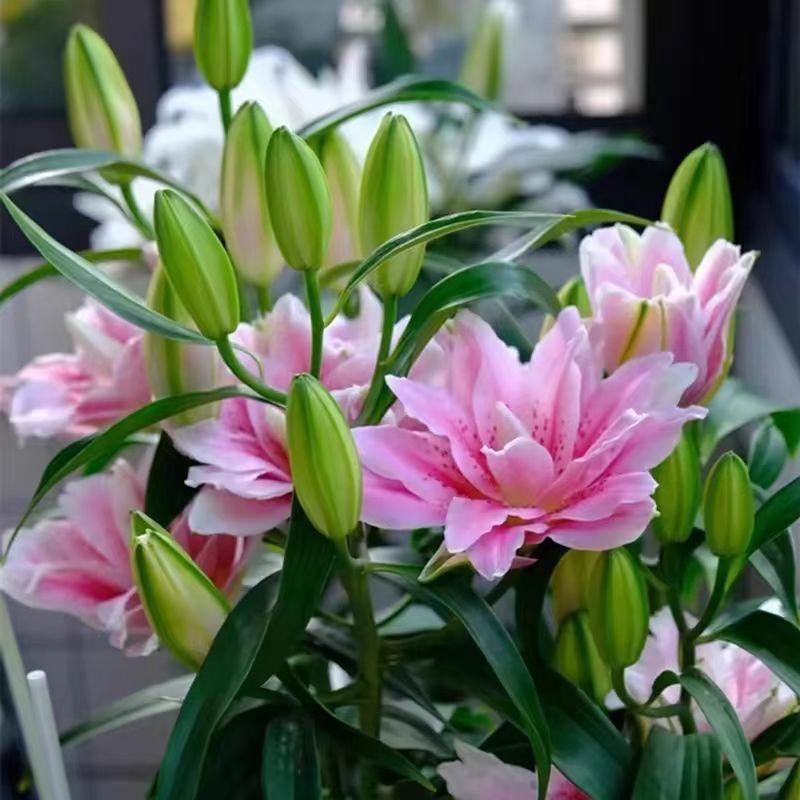 Cebolas De Lírio De Pétalas Duplas, Florescendo Durante As Quatro Estações, Plantas De Interior E Exterior, Flores De Varanda, Sementes De Lírio Perfumado, Fáceis De Cuidar E Resistentes.  |   Sementes De Plantas Sementes De Plantas Sementes De Plantas