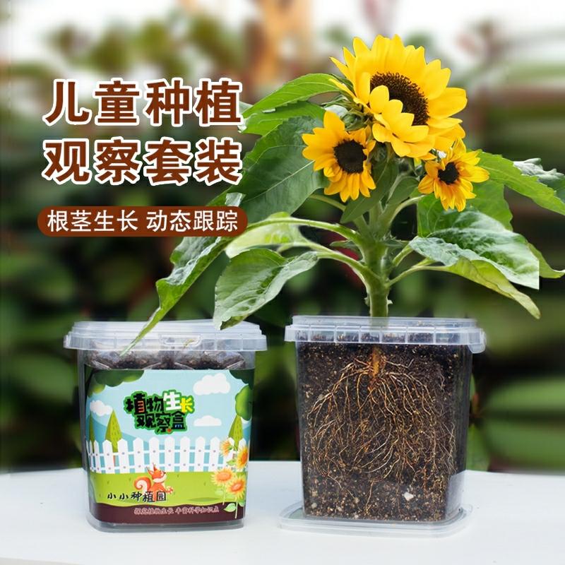 Conjunto De Observação De Sementes De Girassol Para Crianças – Sementes De Flor Do Sol E Sementes De Balsamina Para Plantio Em Vasos Pequenos  |   Sementes De Plantas Sementes De Plantas Sementes De Plantas