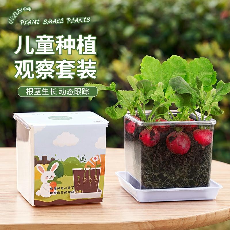 Conjunto De Plantação De Rabanete Cereja Para Crianças – Mini Vaso De Morango E Sementes De Balsamina Para Experimentos Com Plantas E Sementes De Girassol.  |   Sementes De Plantas Sementes De Plantas Sementes De Plantas