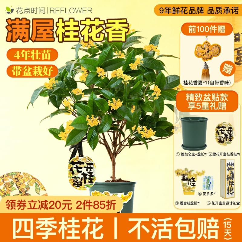 Dedique Um Tempo Para Cultivar A Planta De Flores De Osmanthus, Um Arbusto Perene Que Floresce Durante Todo O Ano. Ideal Para Jardins, Flores Internas E Varandas, Esta Planta Aromática É Fácil De Cuidar E Traz Um Toque Verde Ao Seu Espaço.  |   Muda Muda Muda