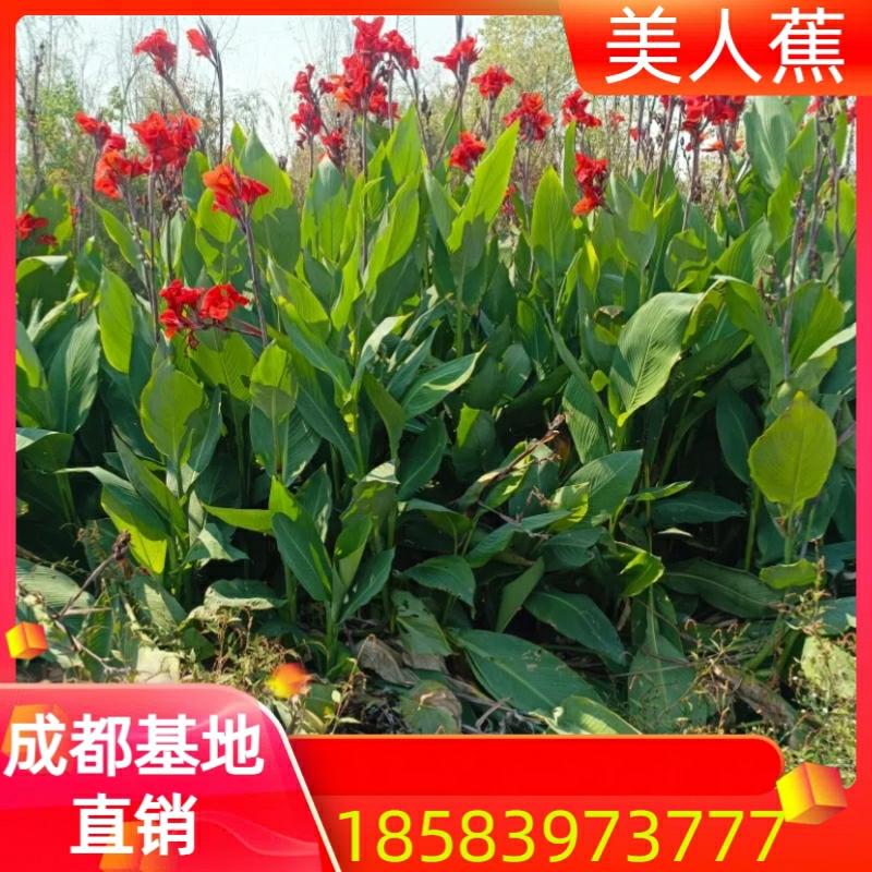 Envio De Chengdu, Plantas De Flor De Íris Aquática, Flores De Calêndula Vermelha E Amarela, Mudas De Flores Para Jardins E Lagoas, Plantas Perenes De Rizoma.  |   Muda Muda Muda