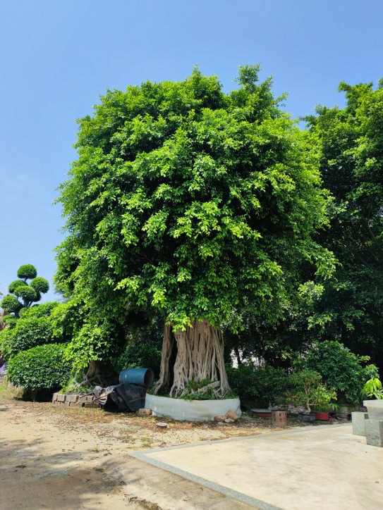 Figueira De Folhas Pequenas, Raízes Longas, Mudas De Figueira, Árvore Ornamental Para Interiores E Exteriores, Paisagismo Urbano, Parques Familiares, Vegetação Ao Longo Das Ruas.  |   Muda Muda Muda