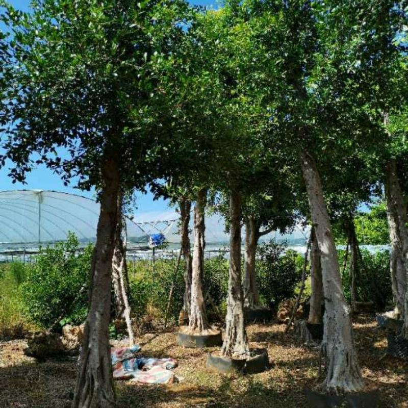 Figueira Pequena, Muda De Figueira, Árvore Solitária Em Floresta, Sempre Verde Durante As Quatro Estações, Árvore Ornamental, Mudas Para Interiores E Exteriores, Paisagismo De Jardins E Quintais.  |   Muda Muda Muda