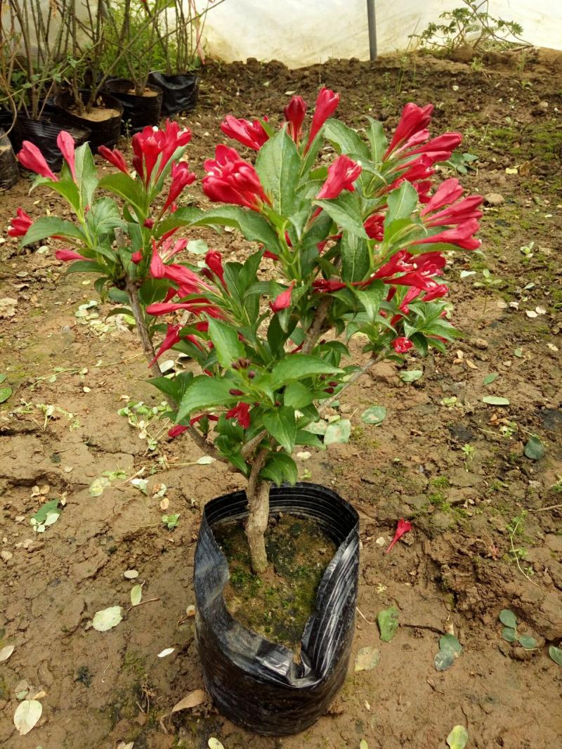 Flores E Plantas Verdes Para O Jardim E A Casa – Mudas De Flores Em Vaso, Mudas De Daphniphyllum Macropodum (Rei Vermelho) Para Projetos De Paisagismo.  |   Muda Muda Muda