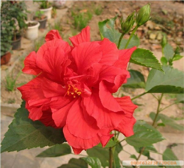 Flores Flores Raras ■Hibisco■  |   Muda Muda Muda