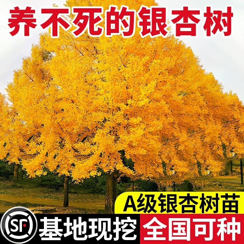 Ginkgo Biloba, Mudas Vivas, Árvores Antigas Para Pátios, Árvores Grandes Para Ruas, Árvores De Paisagismo, Árvores De Calçada, Ginkgo De Folhas Douradas, Cultivo No Norte E No Sul.  |   Muda Muda Muda