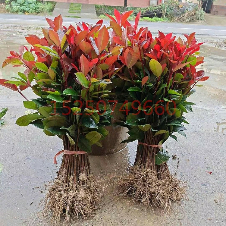 Hortas De Folhas Vermelhas De Photinia, Mudas De Photinia De Folhas Vermelhas, Bolas De Photinia De Folhas Vermelhas, Árvores De Photinia De Folhas Vermelhas, Photinia Flamejante, Folhas Persistentes.  |   Muda Muda Muda