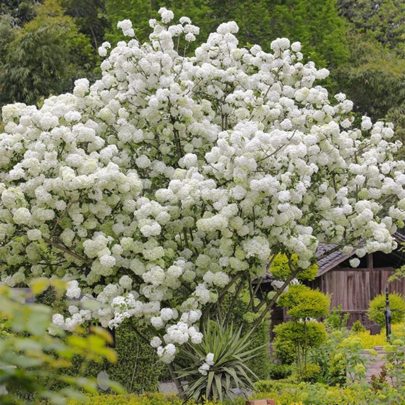 Hortênsia De Madeira Chinesa – Plantas Em Vaso Para Jardim E Quintal, Mudanças De Árvores Resilientes, Flores Grandes, Resistentes Ao Frio E Ao Calor, Fáceis De Cuidar.  |   Muda Muda Muda