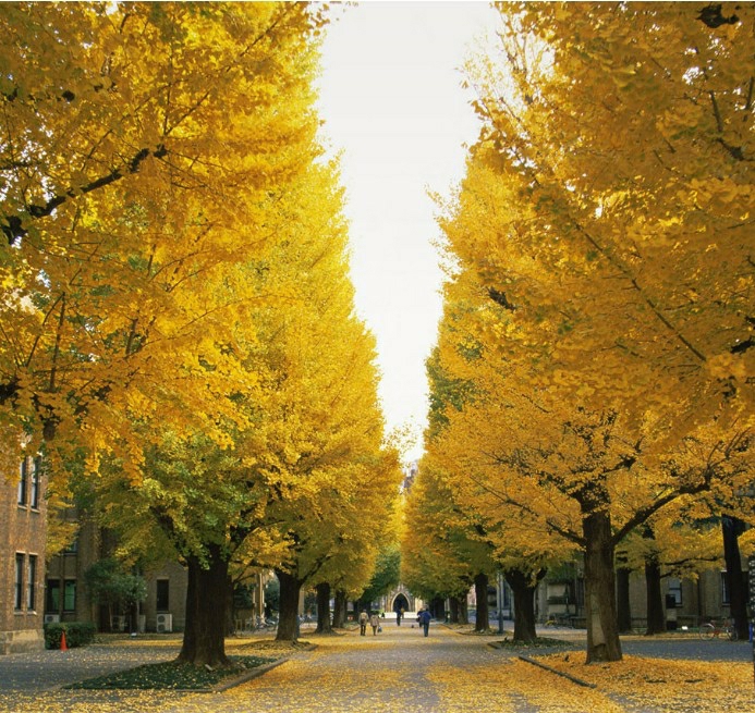 Jardim Com Árvores De Ginkgo, Mudas De Plantas Verdes, Árvores Ornamentais E Flores Em Vasos Para Purificar O Ar.  |   Muda Muda Muda