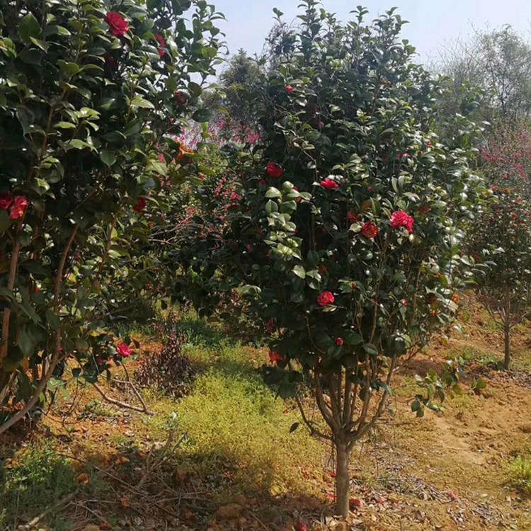 Jardim Verde De Wuhan, Mudas De Camélia, Paisagismo De Pátio, Paisagismo Sempre Verde De 2 A 3 Metros De Altura Durante Todas As Estações.  |   Muda Muda Muda