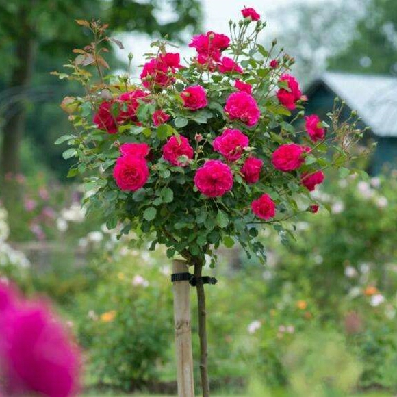 Jardins E Paisagismo De Wuhan – Bonsai De Rosa Arborescente Enxertada – Grande Flor De Stump Com Aroma Intenso – Sementes De Flores De Quatro Estações.  |   Muda Muda Muda