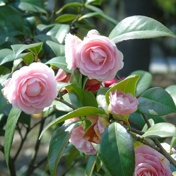 Jardins E Paisagismo De Wuhan – Camélias Resistentes Ao Frio Em Vaso – Camélias De Xiangshan Com Botões Florais – Flores Para Jardins De Quintais E Vilas.  |   Muda Muda Muda