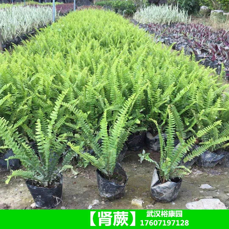 Jardins E Paisagismo Em Wuhan – Mudas De Samambaia E Grama De Costela Para Plantas Verdes Em Jardins E Projetos De Paisagismo Em Condomínios.  |   Muda Muda Muda