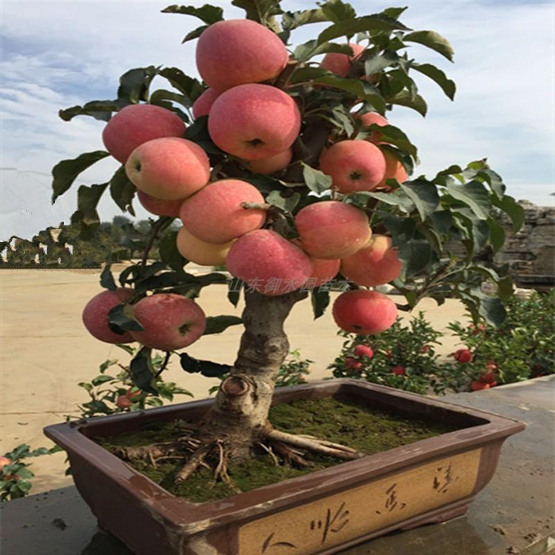 Macieira, Árvore De Flor De Maçã, Ameixeira, Cerejeira, Espinheiro, Castanheiro, Sala De Transmissão Ao Vivo, Um Item Por Vez.  |   Muda Muda Muda