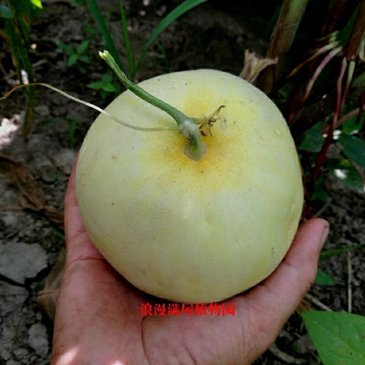 Melão Branco Tradicional Da Fazenda – Sementes De Melão Doce Para Cultivo Em Casa. Sementes Antigas, Não Transgênicas, Adequadas Para Reprodução.  |   Sementes De Frutas Sementes De Frutas Sementes De Frutas