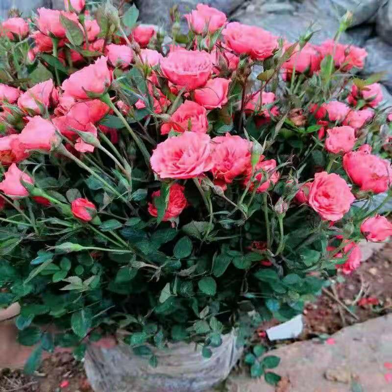 Mini Rosa De Diamante Micro, Flores Que Florescem Durante Todo O Ano, Ideal Para Jardins E Canteiros Ao Ar Livre, Mudas De Paisagismo.  |   Muda Muda Muda