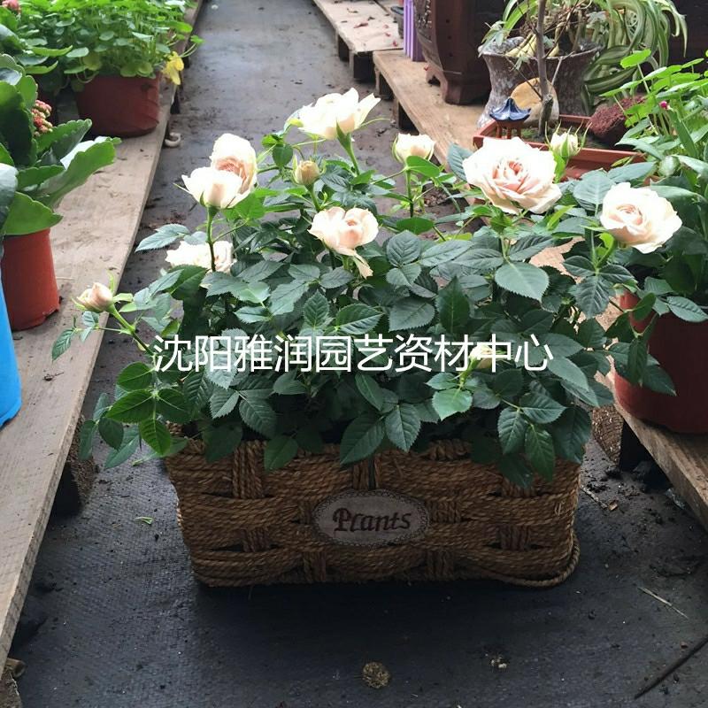 Mini Rosas, Mini Pothos, Aspargo, Cipreste – Sementes De Plantas Verdes Pequenas Com Frete Grátis Para Shenyang  |   Sementes De Plantas Sementes De Plantas Sementes De Plantas