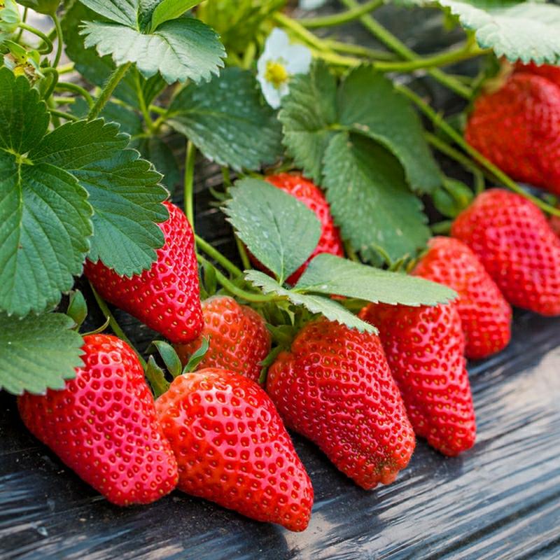 Morangueiro Em Vaso Com Creme, Frutas, Cultivo De Vegetais Para Todas As Estações, Sementes De Flores Para Plantio Em Varanda.  |   Sementes De Vegetais Sementes De Vegetais Sementes De Vegetais