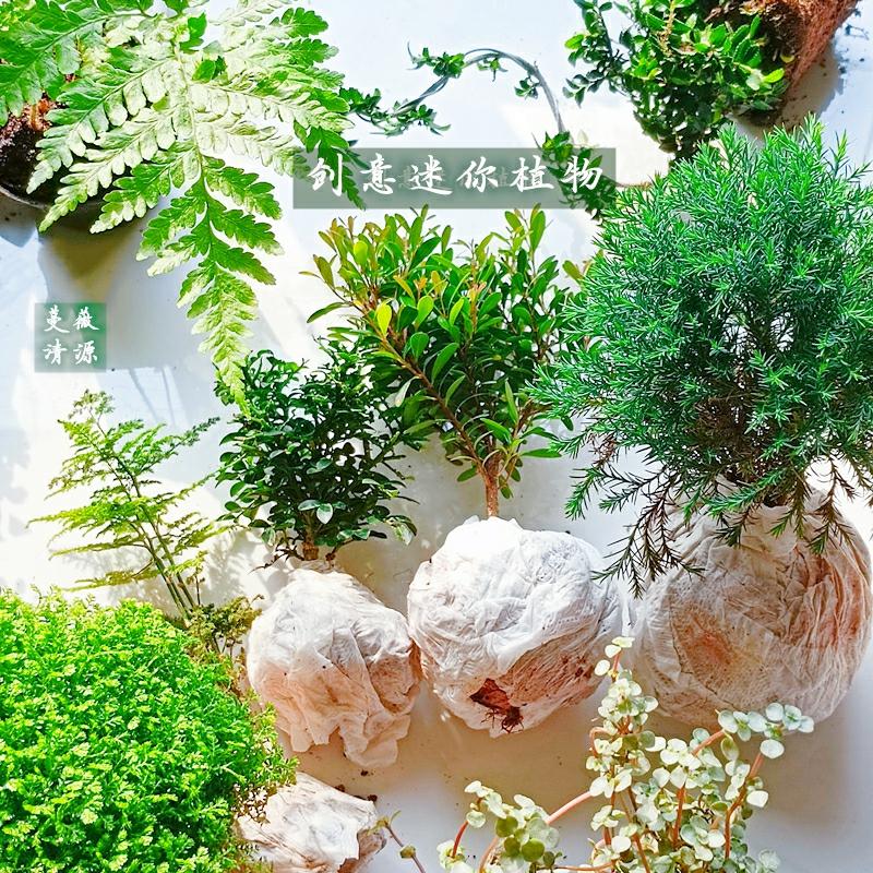 Moss Micro Paisagem – Materiais De Plantio Para Aquários E Terrários, Cultivo Em Solo E Hidropônico, Plantas Miniaturas Criativas Para Ambientes Internos Em Todas As Estações.  |   Sementes De Plantas Sementes De Plantas Sementes De Plantas