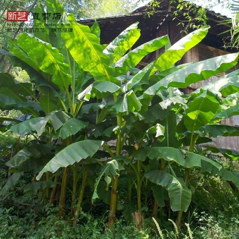 Muda De Bananeira, Folha Grande, Planta Ornamental, Bananeira Para Paisagismo, Muda De Bananeira Para Jardim, Pode Crescer Até 3 Metros.  |   Muda Muda Muda