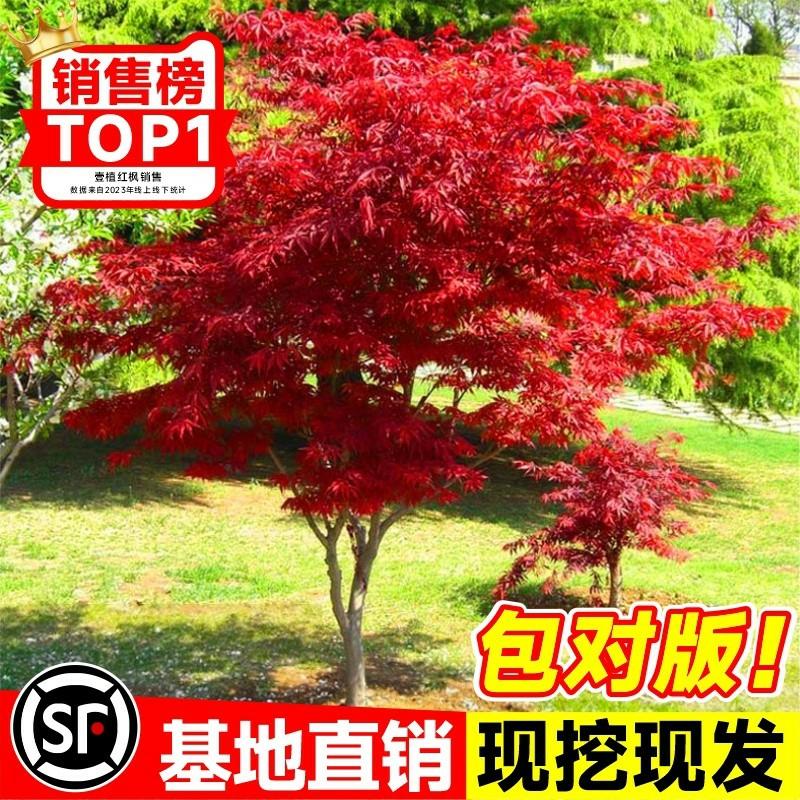 Muda De Bordo Japonês “Dança Das Quatro Estações” – Bonsai De Folhas De Bordo Para Paisagismo De Jardim E Plantas Verdes Para O Exterior.  |   Muda Muda Muda