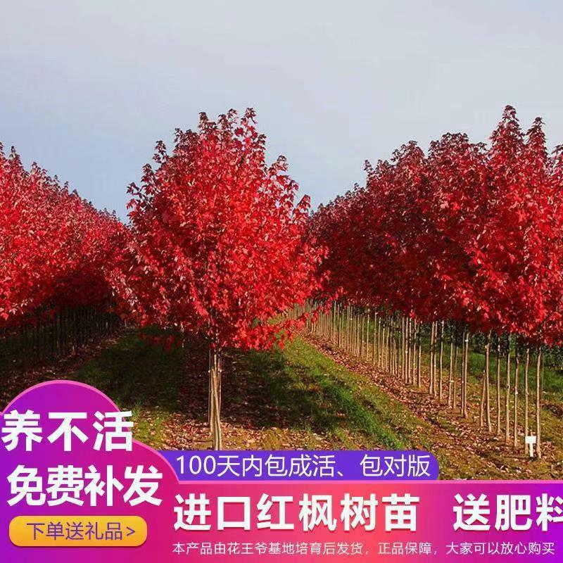 Muda De Bordo Vermelho Americano, Bordo Japonês ‘Shindeshojo’, Árvore Ornamental Para Paisagismo De Jardins.  |   Muda Muda Muda