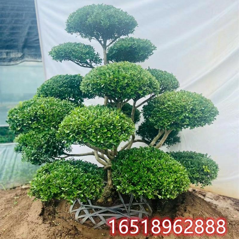 Muda De Buxinho De Folhas Pequenas Em Estilo, Árvore De Grande Qualidade, Tronco Único, Bonsai Para Jardim, Plantas Para Purificação Do Ar, Cada Item Com Fotografia Única.  |   Muda Muda Muda