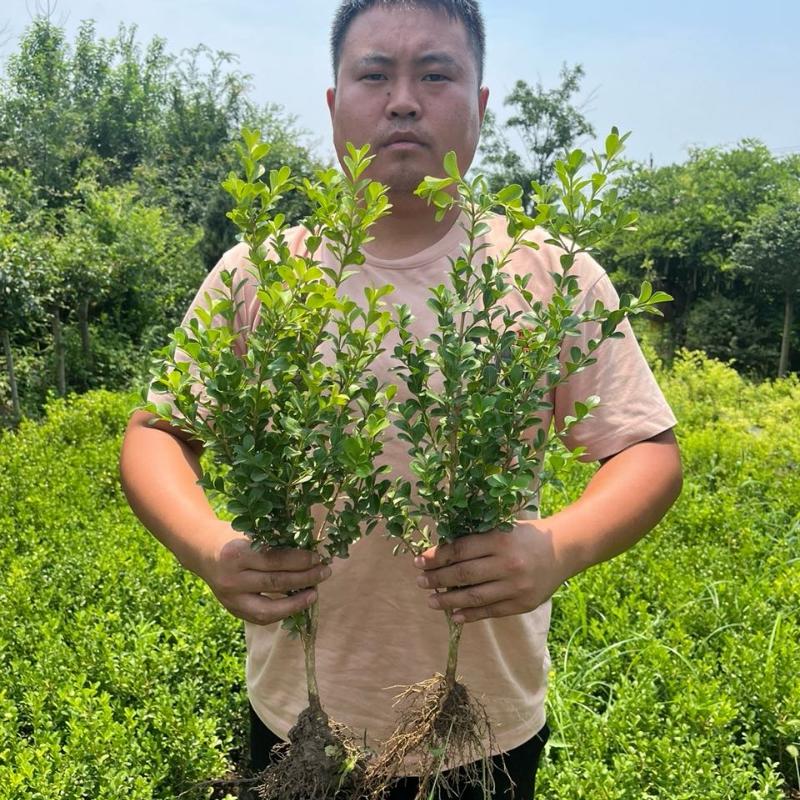 Muda De Buxo, Muda De Buxinho, Muda De Arbusto Verde, Muda Para Cercas Vivas, Muda De Árvore Para Jardim, Sempre Verde, Bola De Buxo, Muda De Ilex.  |   Muda Muda Muda