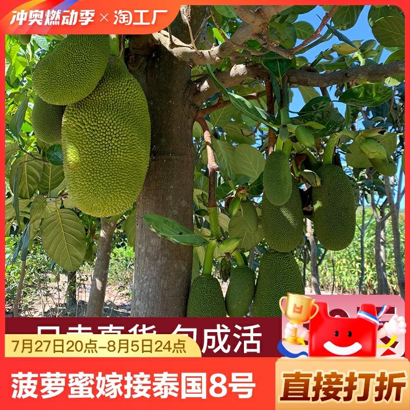 Muda De Árvore De Jackfruit Enxertada, Variedade 12 De Carne Vermelha Da Tailândia, Cultivo De Abacaxi Em Todas As Estações, Frutificação No Mesmo Ano, Plantio Em Guangdong.  |   Muda Muda Muda