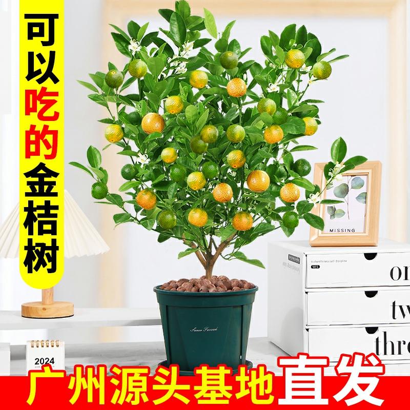 Muda De Árvore De Laranja Kumquat Em Vaso Para Interior, Planta De Atração De Riqueza Para Sala De Estar, Flores Resistentes Ao Calor Para Exterior, Bonsai De Laranja.  |   Muda Muda Muda