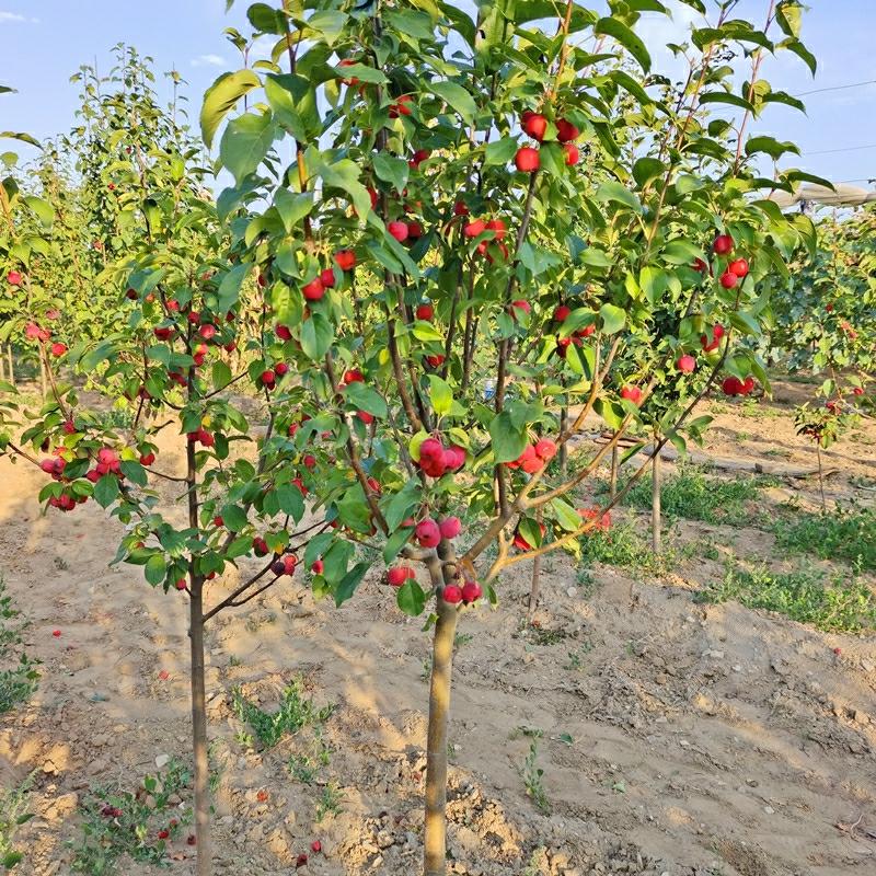 Muda De Árvore De Maçã De Oito Lados, Plantio Em Vaso Ou No Solo, Cultivo Em Regiões Norte E Sul, Plantas Ornamentais Para Jardins E Vilas, Grandes Árvores Paisagísticas.  |   Muda Muda Muda