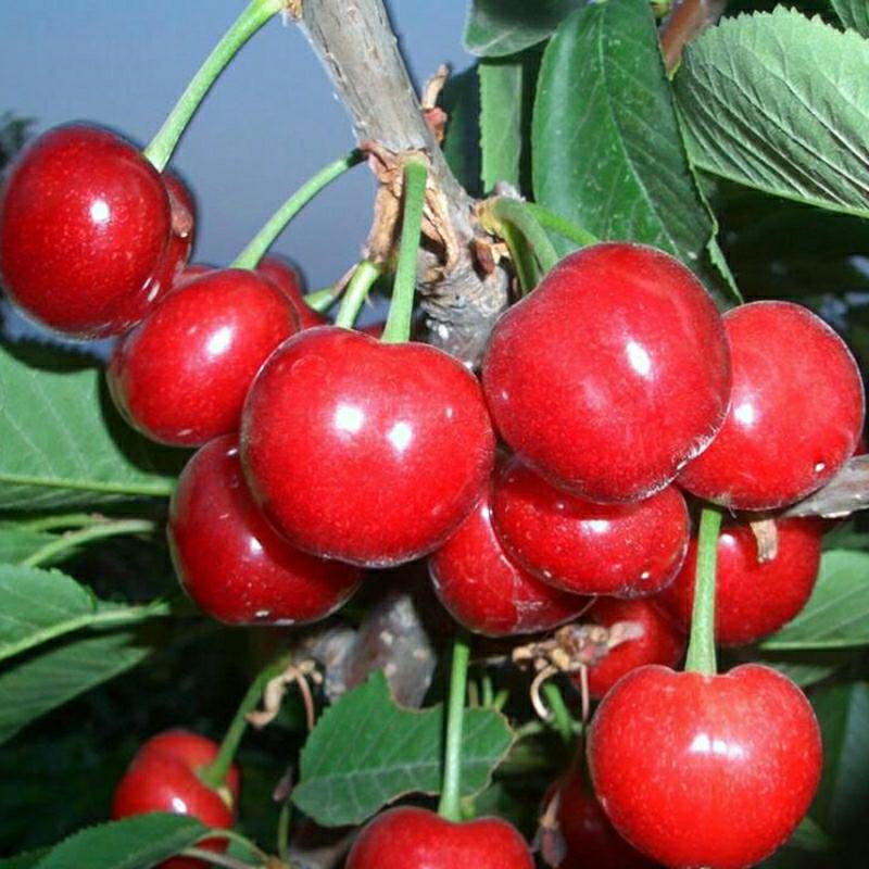 Muda De Cerejeira Anã Enxertada, Ideal Para Cultivo Em Vasos No Sul, Com Frutos De Pé Curto, Pérola Negra E Vermelho, Para Plantio Em Jardins E Pomares.  |   Muda Muda Muda