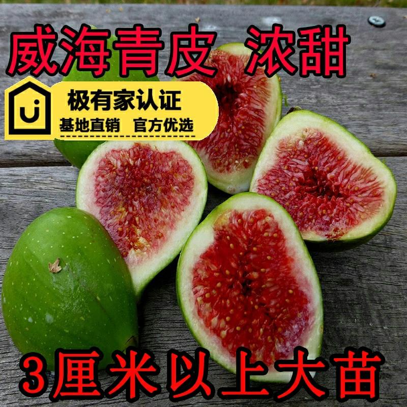 Muda De Figueira Verde De Pelagem Resistente Ao Frio, Doce E Suculenta, Variedade De Carne Vermelha, Figueira Sem Flor De Weihai, Planta De Figueira Em Vaso.  |   Muda Muda Muda