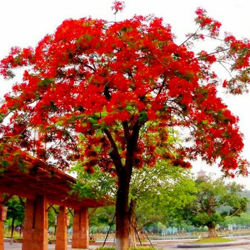 Muda De Flamboyant Vermelho, Muda De Árvore De Flamboyant Do Sul, Muda De Jacarandá Vermelho Para Jardins E Paisagismo De Vilas.  |   Muda Muda Muda