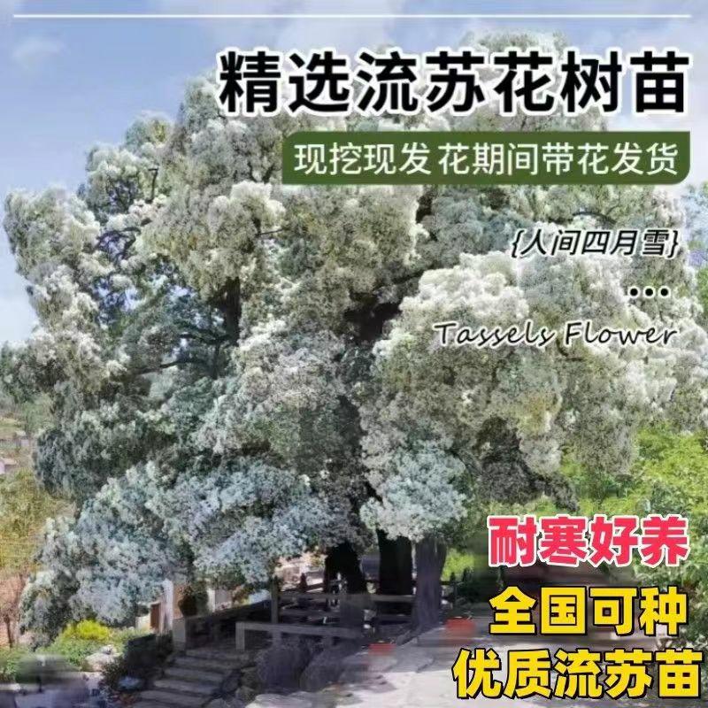 Muda De Franja, Muda De Franja De Árvore, Enxerto De Árvore De Flor De Osmanthus, Muda De Árvore De Raiz Oleosa, Árvore Ornamental Para Jardim, Muda De Paisagismo.  |   Muda Muda Muda