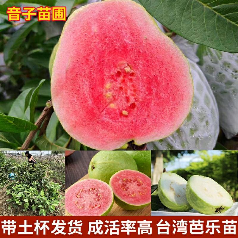 Muda De Goiaba Vermelha De Coração, Árvore Frutífera De Taiwan, Frutificação Durante Todo O Ano, Variedade Pérola Branca, Muda Viva Com Solo, Ideal Para Cultivo Em Jardins No Sul.  |   Muda Muda Muda