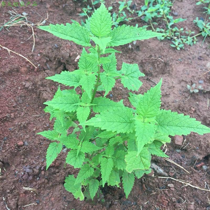 Muda De Hortelã Fresca De Sichuan – Muda De Hortelã Comestível Em Vaso – Sementes De Hortelã Para Peixes Temperados – Ideal Para Varandas E Jardins.  |   Sementes De Plantas Sementes De Plantas Sementes De Plantas