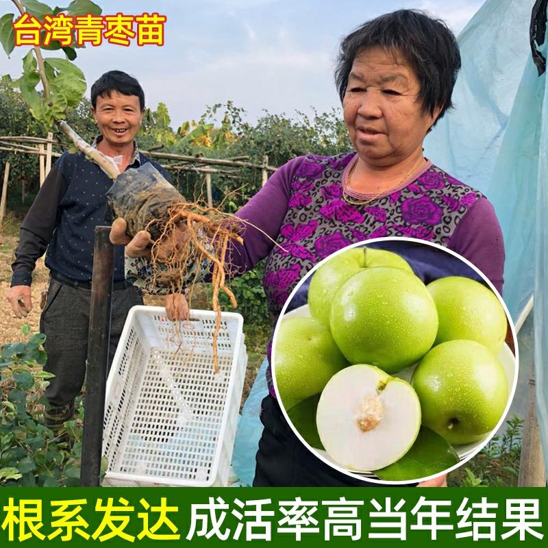 Muda De Jujuba Taiwanesa, Enxertada, Para Cultivo Em Vaso Ou No Solo, Variedade De Fruta Crocante, Ideal Para O Sul E O Norte, Árvore Frutífera Que Produz No Mesmo Ano.  |   Muda Muda Muda