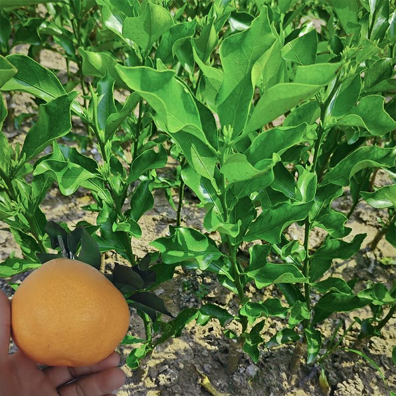 Muda De Laranja Amida 46 Da Ehime Para Plantio Em Vaso Ou Solo – Viveiro Chengsen, Sichuan  |   Muda Muda Muda